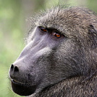 «А в действительности всё не так, как на самом деле!»