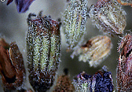 Что таится в травяном чае?