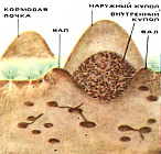 Муравьиные коммуникации