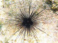 Морские электроежи