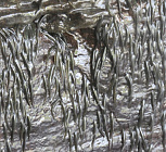 Африканские рыбы карабкаются по водопадам