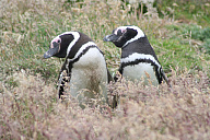 Почему в холодных водах так много теплокровных животных