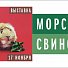 Выставка морских свинок в Государственном биологическом музее имени К.А. Тимирязева – 17 ноября
