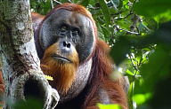 Орангутаны лечатся растительными компрессами