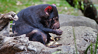 Тасманийские дьяволы разборчивы в еде