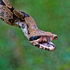 Как убивают удавы