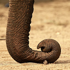 Слоновьи «усы» оказались похожи на кошачьи