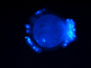 Спермидин помогает дольше размножаться