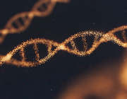 Человеческому геному добавляют подробностей