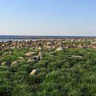 Суккуленты северных морей