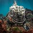 3-ий Фестиваль подводной фотографии «Дикий подводный мир» в Дарвиновском музее