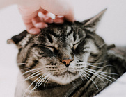 Котикам нравится сюсюканье