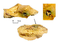 В Крыму нашли погребение «скифского Ахиллеса»