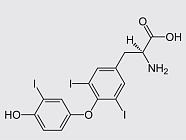 Как работают гормоны щитовидной железы
