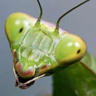 «Насекомые не зимуют в сугробах»