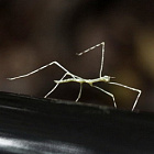 «Фантастические твари»: животные, которые нас удивили в 2025 году